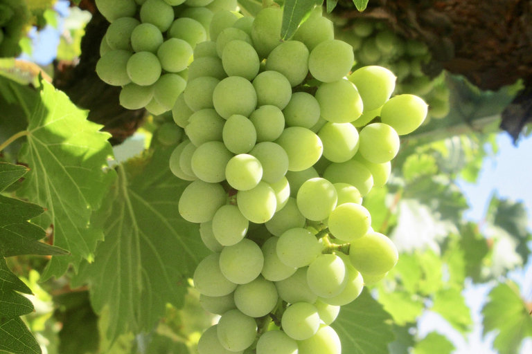 Tour privato di degustazione dei vini di Lodi personalizzato per gruppi da 1 a 14 persone