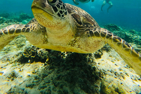 Depuis l&#039;île de Gili : Après-midi de plongée avec masque et tuba 3 îles