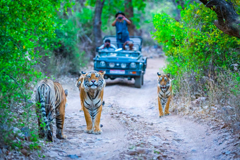 From Delhi: Golden Triangle Tour with Agra, Jaipur & Safari 3-Day Golden Triangle Tour with Taj Mahal, Jaipur & Safari