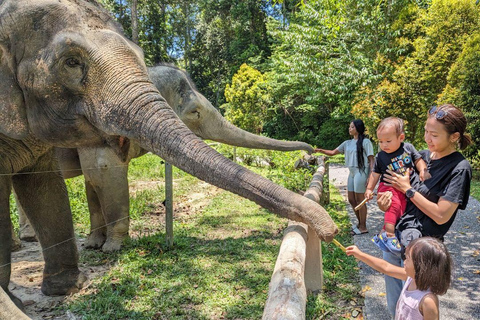 Kuala Lumpur: Batu-Höhlen &amp; Kuala Gandah Elephant SanctuaryKuala Lumpur: Batu-Höhlen &amp; Elefantenschutzgebiet Kuala Gandah