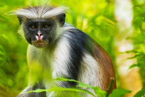 Zanzibar: Jozani Forest, Spice Farm & Stone Town Full-Day. TOUR WITH HOTEL TRANSFER PICKUP AND DROP