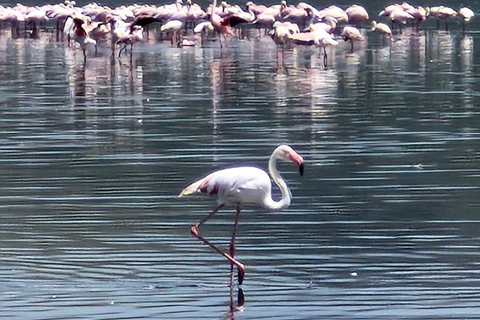 Nairobi: Lake Nakuru National Park and Lake Naivasha Tour