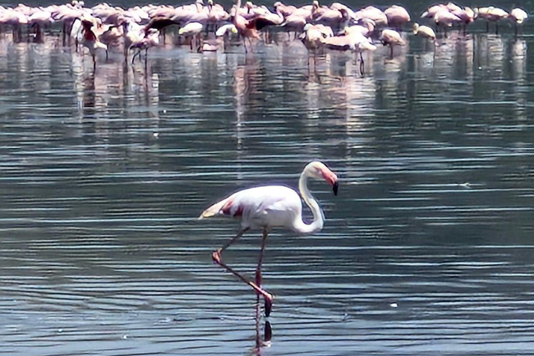 Nairobi: Lake Nakuru National Park and Lake Naivasha Tour