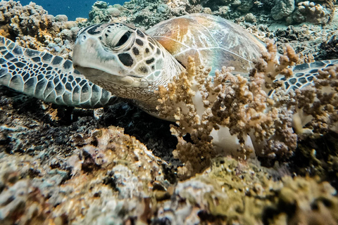 Gili Trawangan: Gruppe oder Privat Schnorcheltour Gili IslandNormale private 2-stündige Schnorcheltour