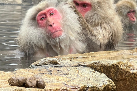 Nagano: Snow Monkeys, Obuse, & Hot Spring Foot Bath Tour