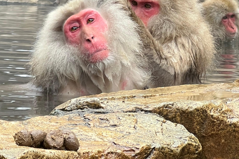 Nagano: Snow Monkeys, Obuse, & Hot Spring Foot Bath Tour