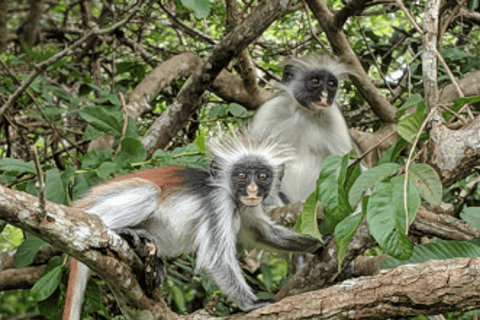 Zanzibar: las Masingini, pszczelarstwo i wycieczka na plażę MtendeZanzibar: Las Masingini, pszczelarstwo i wycieczka na plażę Mtende