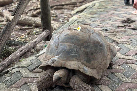 ZANZÍBAR: isla de la Prisión, natación en cuevas y Laguna Azul