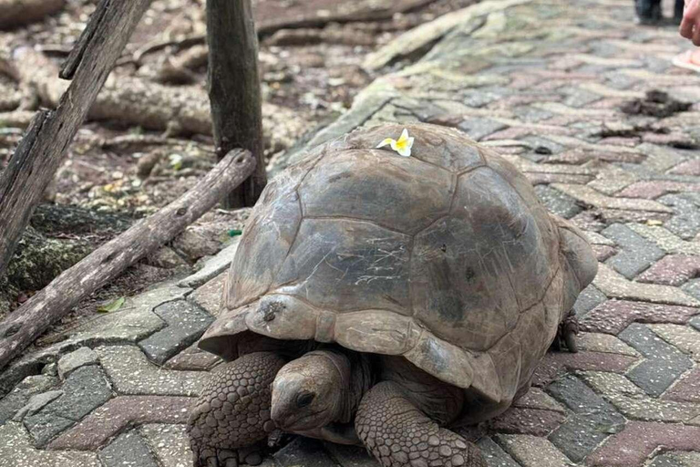 ZANZÍBAR: isla de la Prisión, natación en cuevas y Laguna Azul