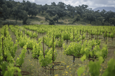 Da Malaga: Ronda e esperienza di cantina con degustazione di vinoTour spagnolo