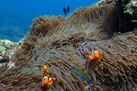 Z Phuket: wycieczka z rurką na wyspy SurinZ Phuket: wycieczka snorkelingowa na wyspy Surin