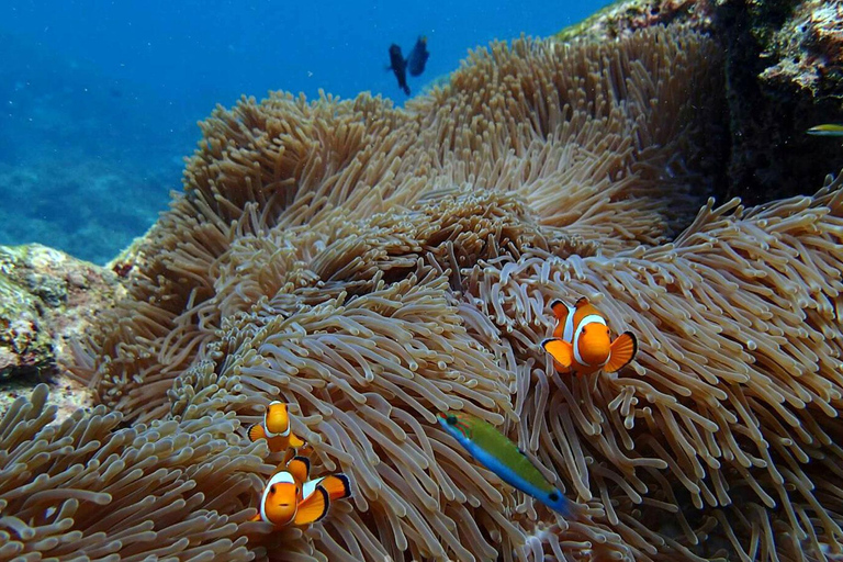 Desde Phuket Excursión de snorkel a las Islas Surin