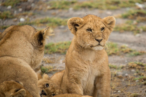 7 Days Comfortable Tanzania Safari