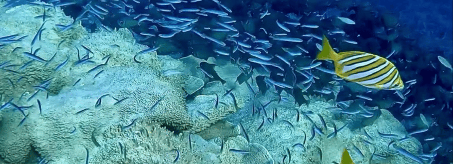 Busselton : Excursion de plongée guidée sur le récif de 4 Mile