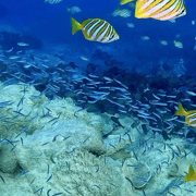 Busselton: 4 Mile Reef Guided Scuba Diving Tour