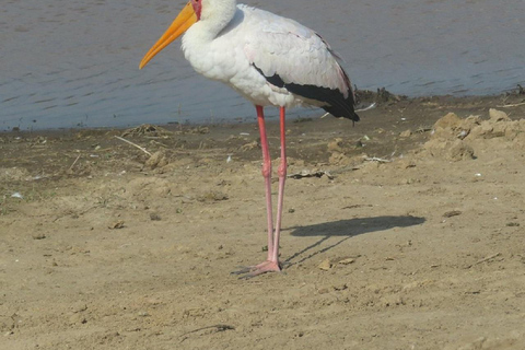 Da Nairobi: escursione al Parco Nazionale del Lago NakuruEscursione al Parco Nazionale del Lago Nakuru senza biglietto d&#039;ingresso