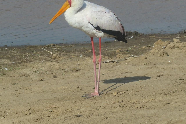 Da Nairobi: escursione al Parco Nazionale del Lago NakuruEscursione al Parco Nazionale del Lago Nakuru senza biglietto d&#039;ingresso