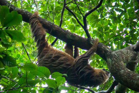 Panama City: Ancon Hill Eco-Walk with Wildlife Spotting