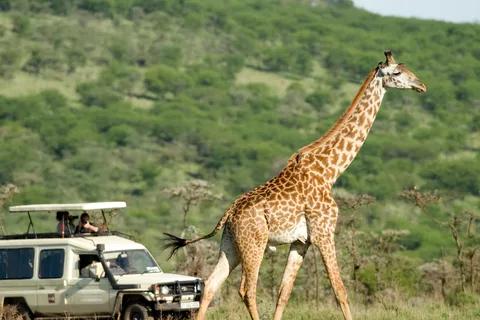 Kenya & Tanzania: 18-Day Safari with Zanzibar Beach Stay