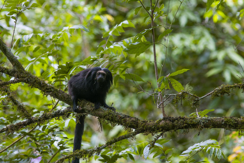 Osservazione del tamarro leone nero in natura