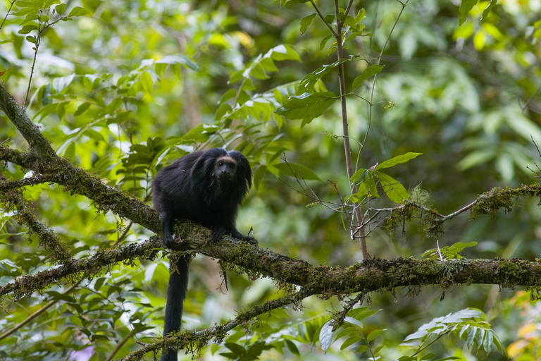 Observation av Black Lion Tamarin i det vilda