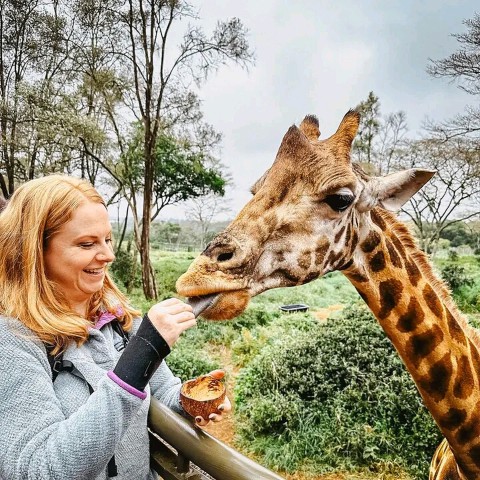 Visit NairobiSheldrick Animal orphanage and Giraffes Centre Tour. in Nairobi, Kenya
