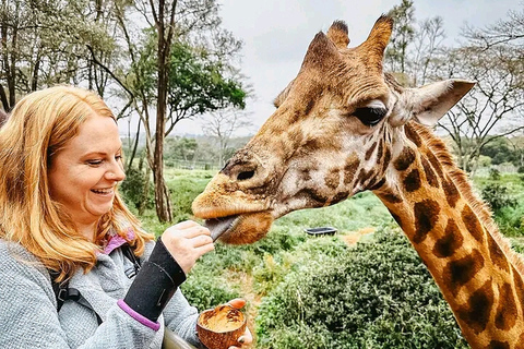 Sheldrick orphanage,Giraffes centre and Bomas Free Tour Sheldrick animal orphanage Tour.