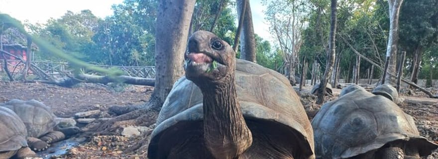 Zanzibar : visite privée d'une demi-journée à Prison Island