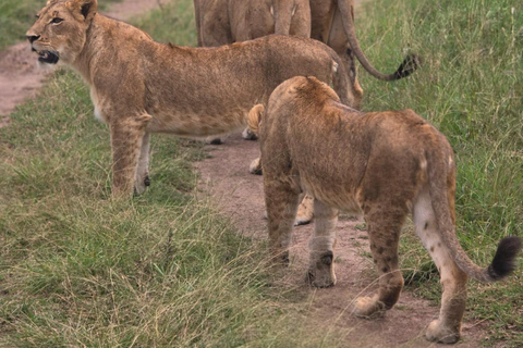 Nairobi National Park Half-Day Safari – Wildlife Game Drive