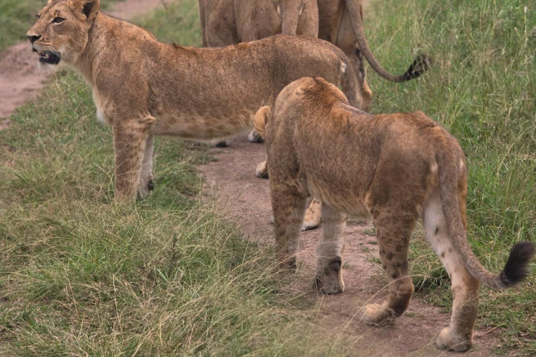 Nairobi National Park Half-Day Safari – Wildlife Game Drive