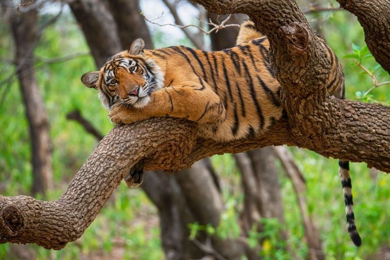 Von Jaipur : 2 Tage 1 Nacht Ranthambore Tiger Safari TourNur AC Transport- und Reiseleiterleistungen