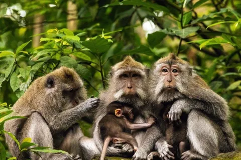 Bali: Tour di un giorno a Ubud con la Foresta delle Scimmie e la Terrazza del Riso