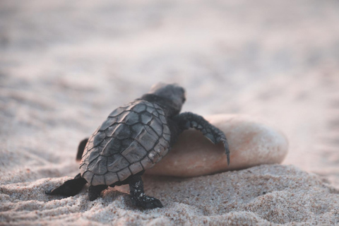 PAPHOS: Exclusief schildpaddenavontuur per Jeep (privé)