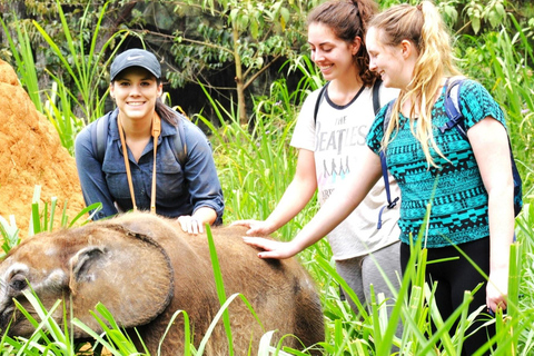 UGANDA - KWIKSTAARTEN - PAARDENKNUFFELS - DIERENTUINVERHALEN - MINISAFARI