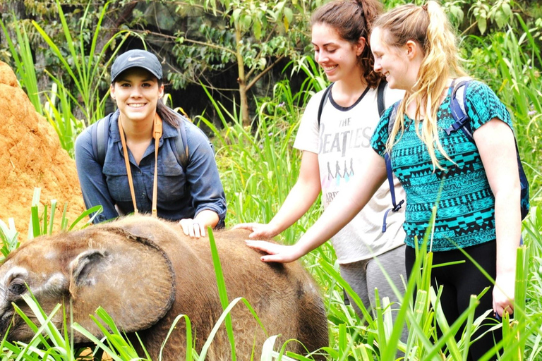 UGANDA - KWIKSTAARTEN - PAARDENKNUFFELS - DIERENTUINVERHALEN - MINISAFARI