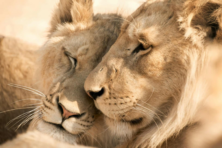 From Johannesburg: 2-Day Kruger National Park Safari