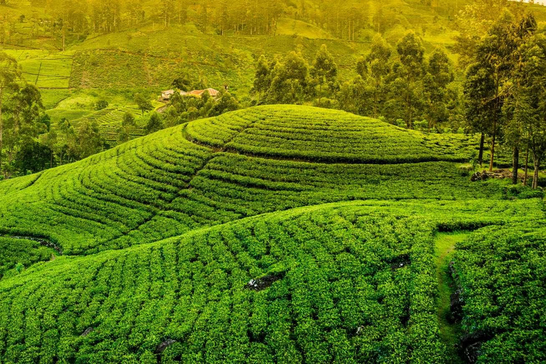 From Kandy: Ella private Day Tour With Train Ride