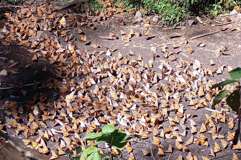 Mexico : visite du sanctuaire des papillons monarques avec transfert