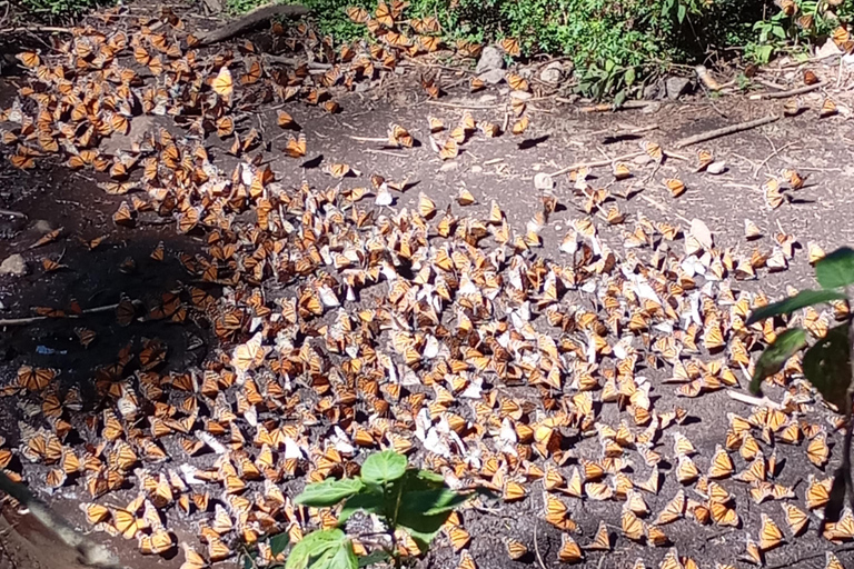 Mexico : visite du sanctuaire des papillons monarques avec transfert