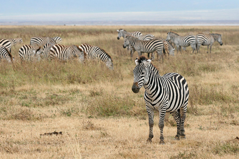 Safaris increíbles de 3 días por el Serengeti y el Ngorongoro_Safari