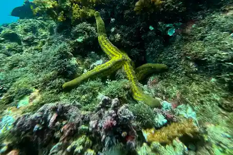 Uvita, snorklingstur i Caño Island biologiska reservat