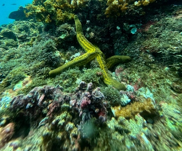 Uvita, Snorkeling Tour in Caño Island Biological Reserve