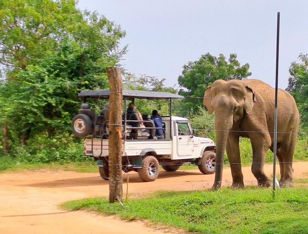 Visit Udawalawe Safari Tour in Udawalawe National Park