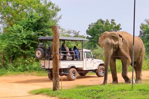 Safari à Udawalawe