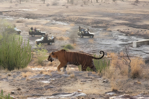 Von Jaipur: 2 Tage Ranthambore Tiger Safari Tour mit dem AutoNur privater AC-Transport und Reiseleiter