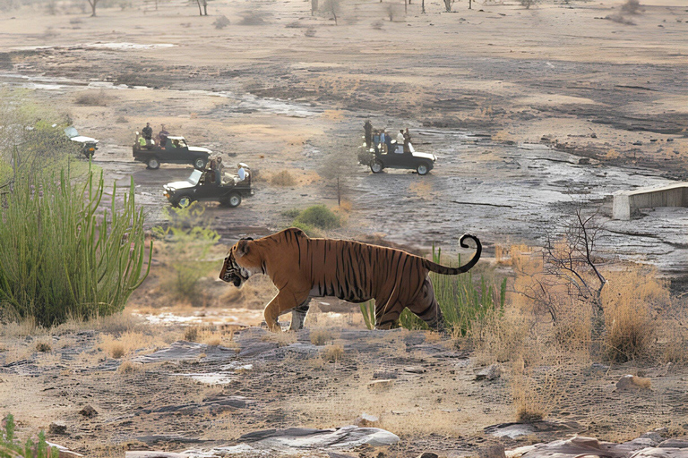 From Delhi: 2 Days 1 Night Ranthambore Tiger Safari Tour 5-Star Hotel, Car, Driver, Guide, 2 Safari & All Meal