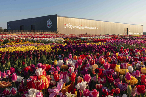 From Amsterdam: Tulip Experience and Tulip Fields Tour 4-hour tour Tulip Experience