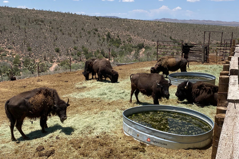 Las Vegas: Grand Canyon in elicottero e avventura in un ranch westernLas Vegas: Avventura in elicottero nel Grand Canyon e ranch western