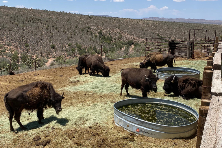 Las Vegas: Grand Canyon in elicottero e avventura in un ranch westernLas Vegas: Avventura in elicottero nel Grand Canyon e ranch western