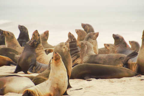 Sandwich Harbor: tour in 4x4 dove il mare incontra le duneSandwich Harbor: 4x4 Tour Where the See and Dunes Meet